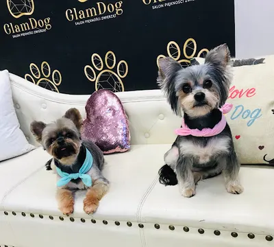 GlamDog Salon Piękności Zwierząt